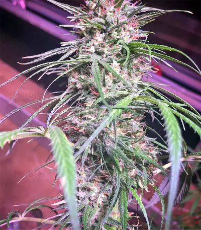 Graines de cannabis Green Haze Regular (Ace Seeds)