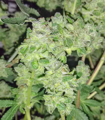 HiFi 4G feminized seeds
