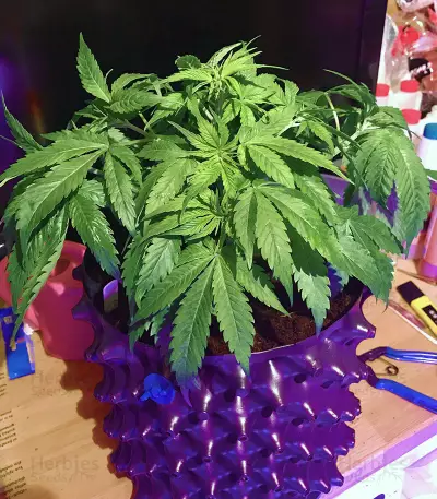 Jamaican Pearl strain