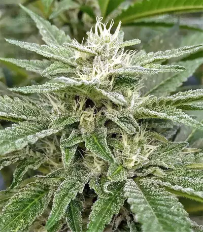 Josh D OG Seeds
