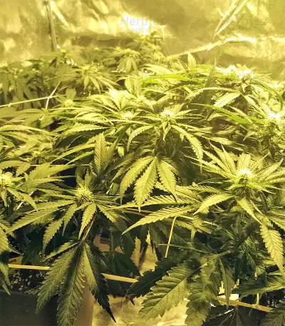 Kripple Roulette (Dr. Krippling Seeds)