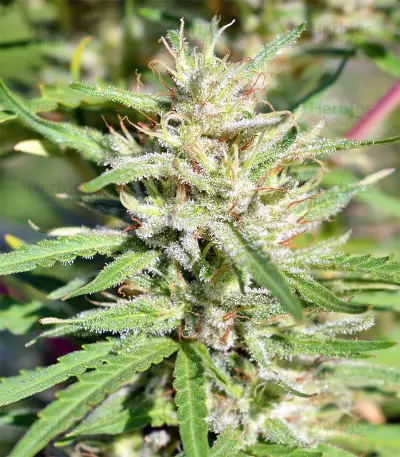 Nepal Jam regular (Ace Seeds)