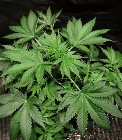Old Dirty Biker Seeds