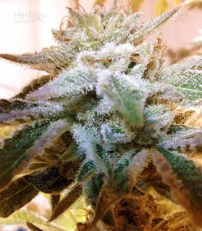 Graines de cannabis OG Kush (Reserva Privada)