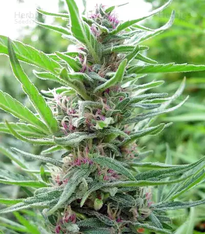 Panama Regular seeds