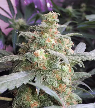 Thin Mint Crack Seeds