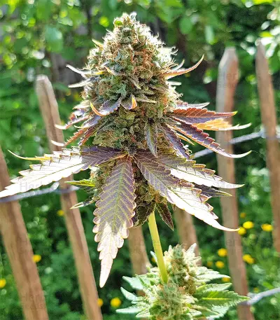 Txomango feminized seeds