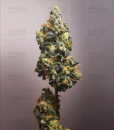 Wedding Cake Auto Feminized Seeds