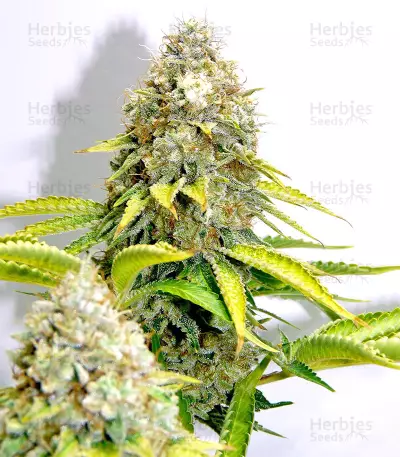 Xtreme Kush feminized seeds