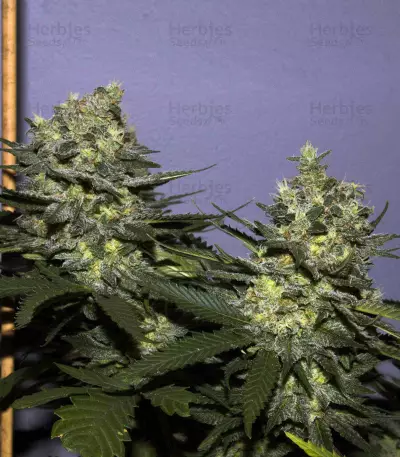Yumbolt regular seeds