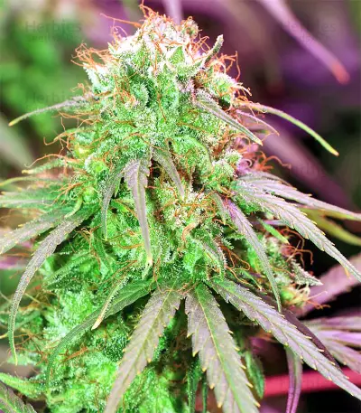 Zamaldelica feminized seeds