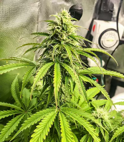 Sementes Feminizadas de Acid Rain Autoflower (EGS)