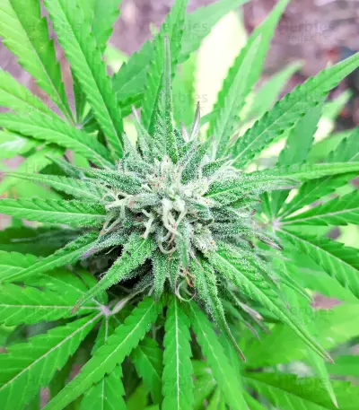 Auto White Widow CBD Seeds
