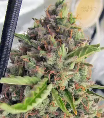 Big Bang Auto Seeds