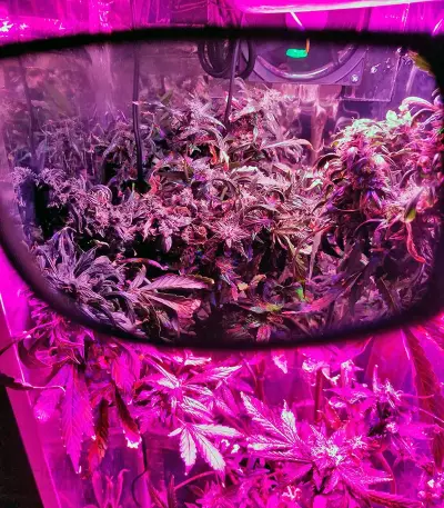 Big Bang Auto Seeds