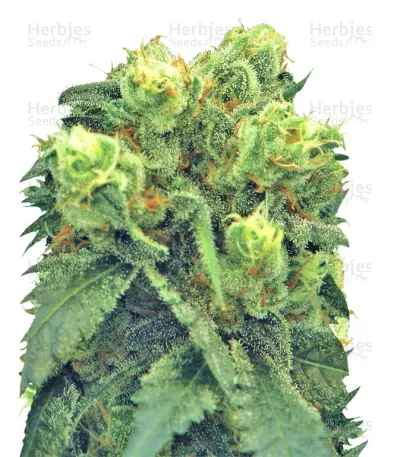 Graines de cannabis Big Bud (Nirvana Seeds)