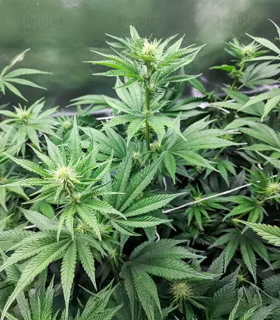 Blackwater strain