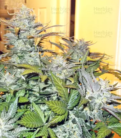 Blue Cheese Automatic strain