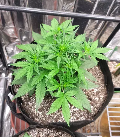 Bruce Banner Seeds (Seedstockers)