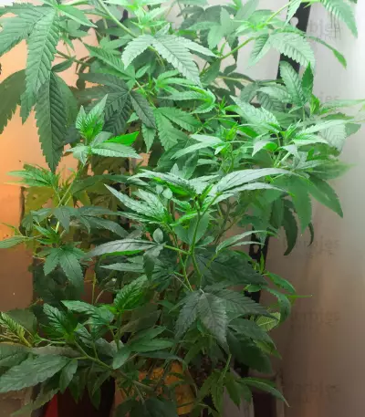 Buddha Tahoe OG Seeds