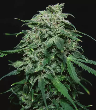 Chem-Bomb Auto Seeds