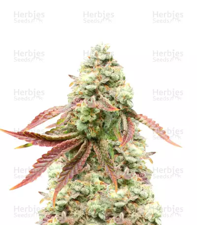 Cherry Pie Feminized Seeds (Herbies Seeds USA)