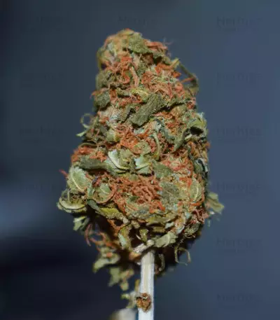Gelato Cookie Doh-ope Auto Seeds