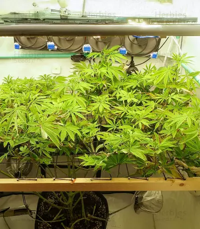 Sementes Feminizadas de Ghost Train Haze (Seedkeepers)