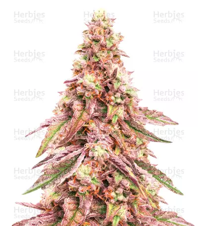 Glue Cookies Feminized Seeds (AlphaFem Seeds)