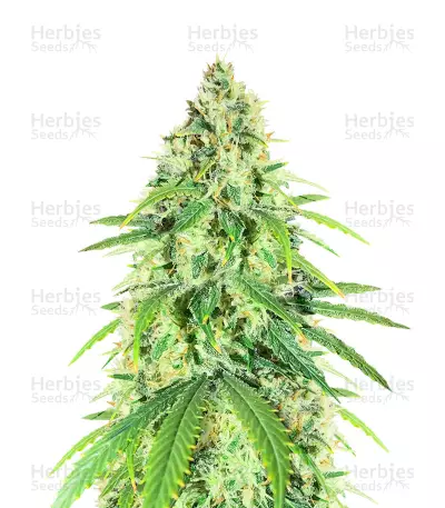 Glue Sherbert Feminized Seeds (AlphaFem Seeds)