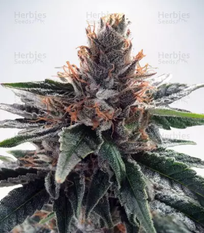 God's Glue Seeds (Ministry Of Cannabis)