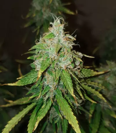 Gorilla Infested Gelato Auto (GGG2 Auto) feminized seeds