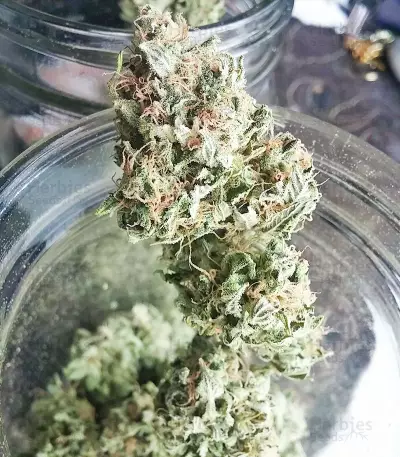 Kush Fromage (Medicann Seeds)