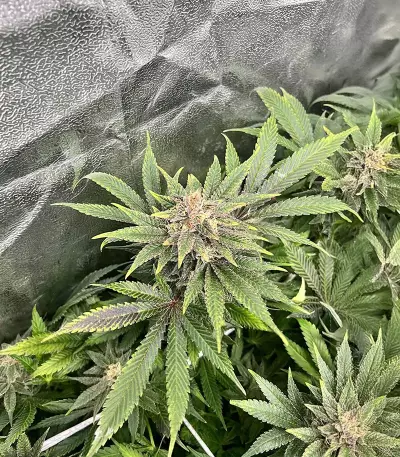 Lemon Diesel (Herbies Seeds)