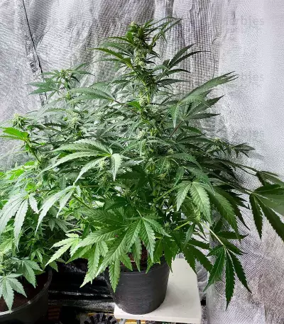Lemon Haze Auto (Expert Seeds) Seeds