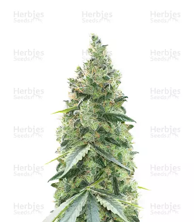 Northern Light feminized seeds (Kera Seeds)