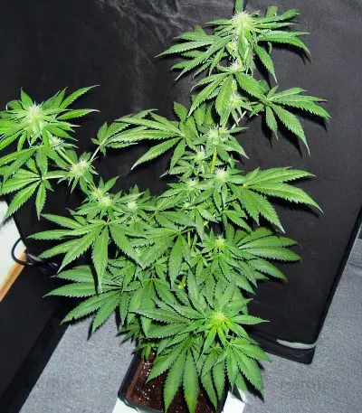Northern Lights X Skunk #1 Seeds