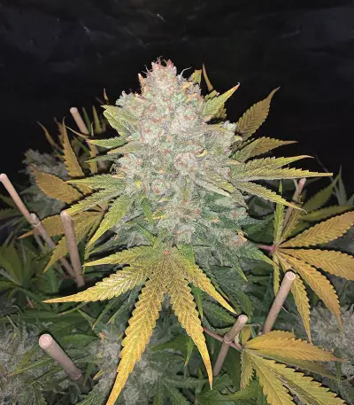 Original Auto OG Kush Seeds
