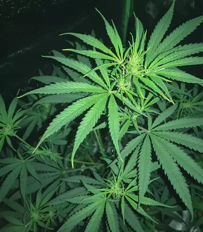 Russian Haze Auto Seeds