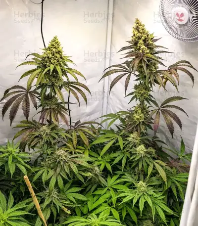 Amnesia Seeds