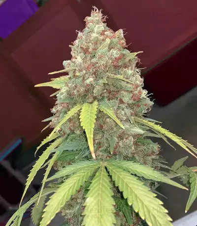 Amsterdam Mist (Flying Dutchmen)