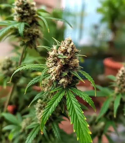 Auto Mimosa (00 Seeds) Cannabis-Samen