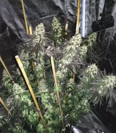 Berry Bomb Regular (Bomb Seeds)