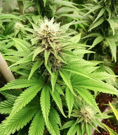 Big Bud Fast Version