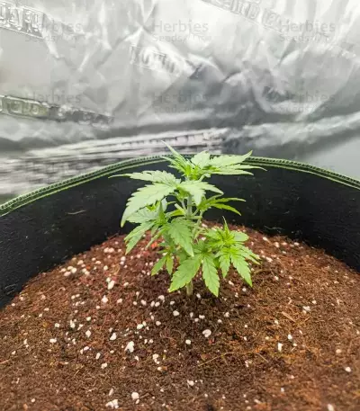 Candy Cane Mango Seeds (Seedkeepers)