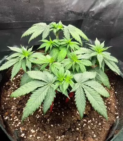 Cherry Poppers (Barney's Farm)