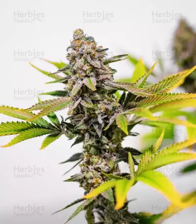 Sementes Feminizadas de Cinderella 99 (Brothers Grimm Seeds)