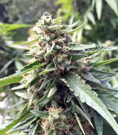 Graines de cannabis DJ’s Gold (DNA Genetics)