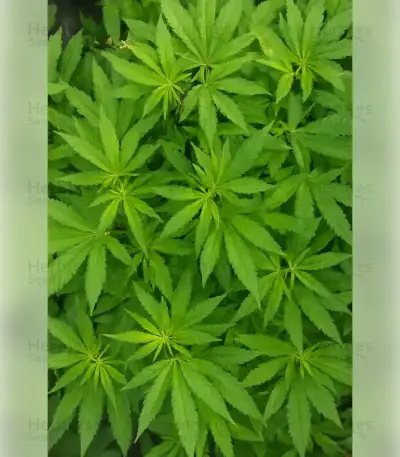 Gelato 44 (Tyson S) Seeds