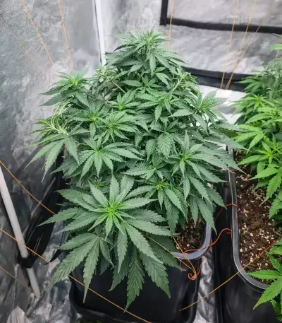 GH Cheese Seeds